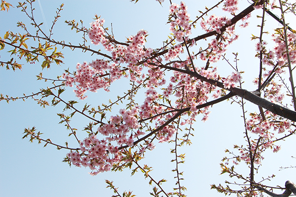 河津桜